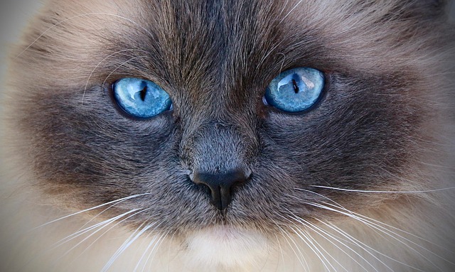 Die richtige Vorbereitung auf eine neue Katze