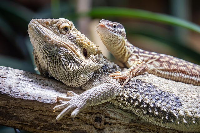 Welche Reptilien eignen sich als Haustiere?