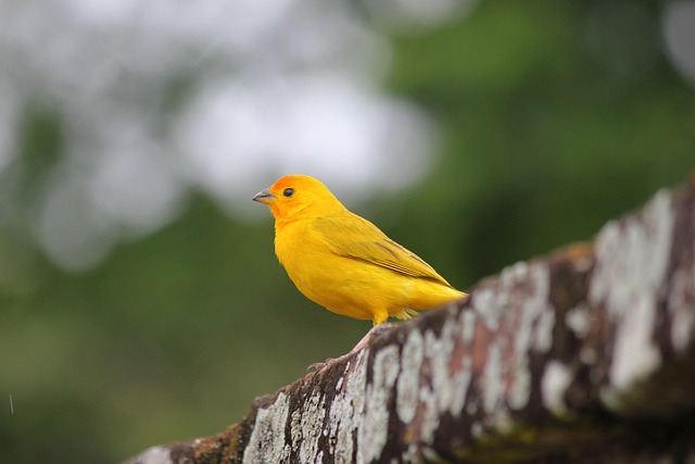 Kanarienvogel