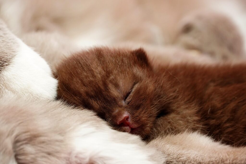 Katzenbaby