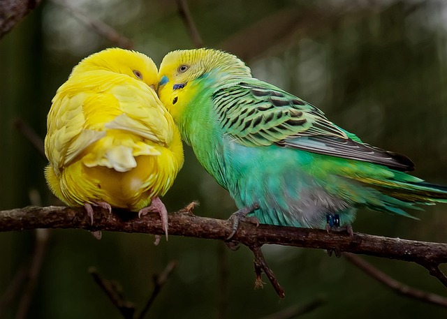 Vögel als Mitbewohner