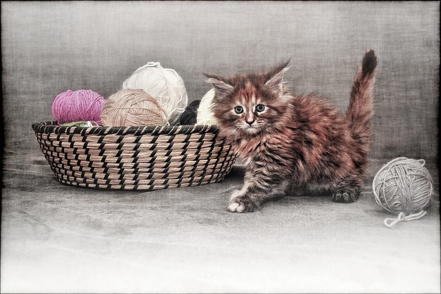 Katze