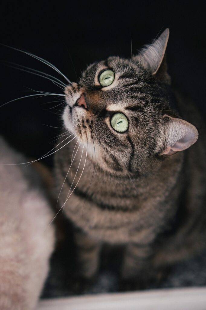 Katze