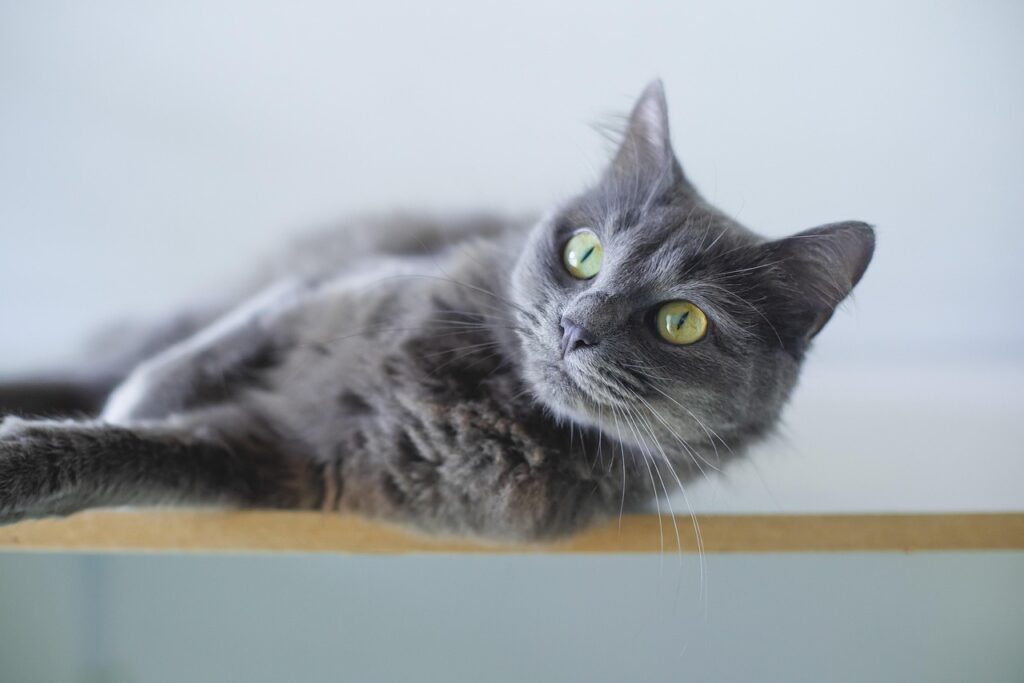 Katze