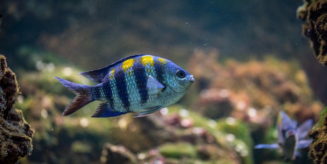 Fisch Aquarium