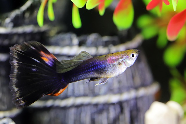 Zierfisch