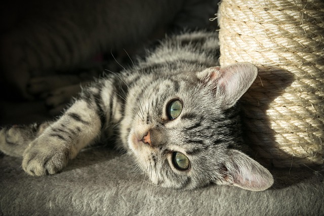 Katze