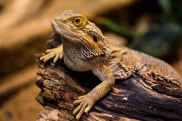 Reptilien