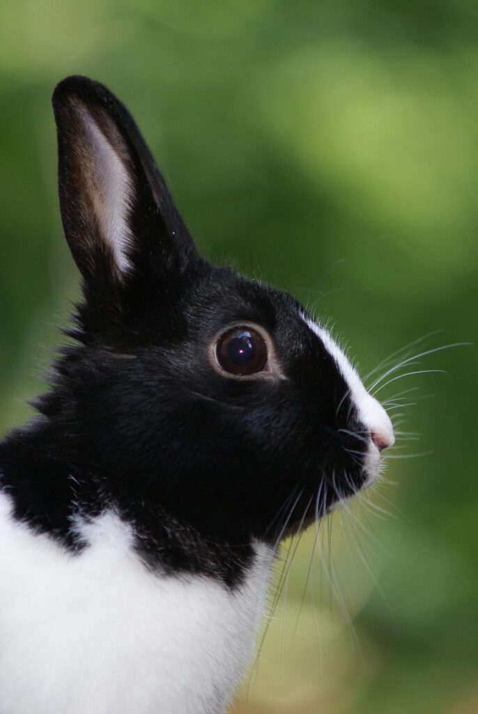 Kaninchen