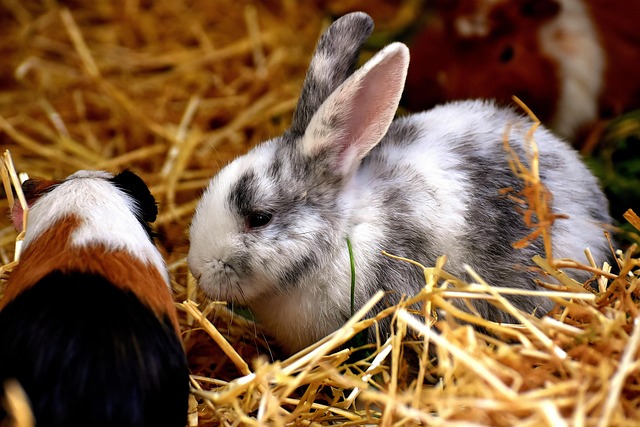 Die richtige Ausstattung für Kaninchen