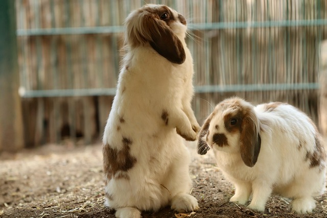 Gesunde Ernährung für Kaninchen
