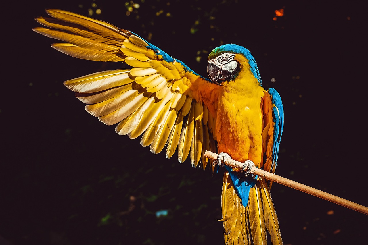 Die besten Vögel als Haustiere