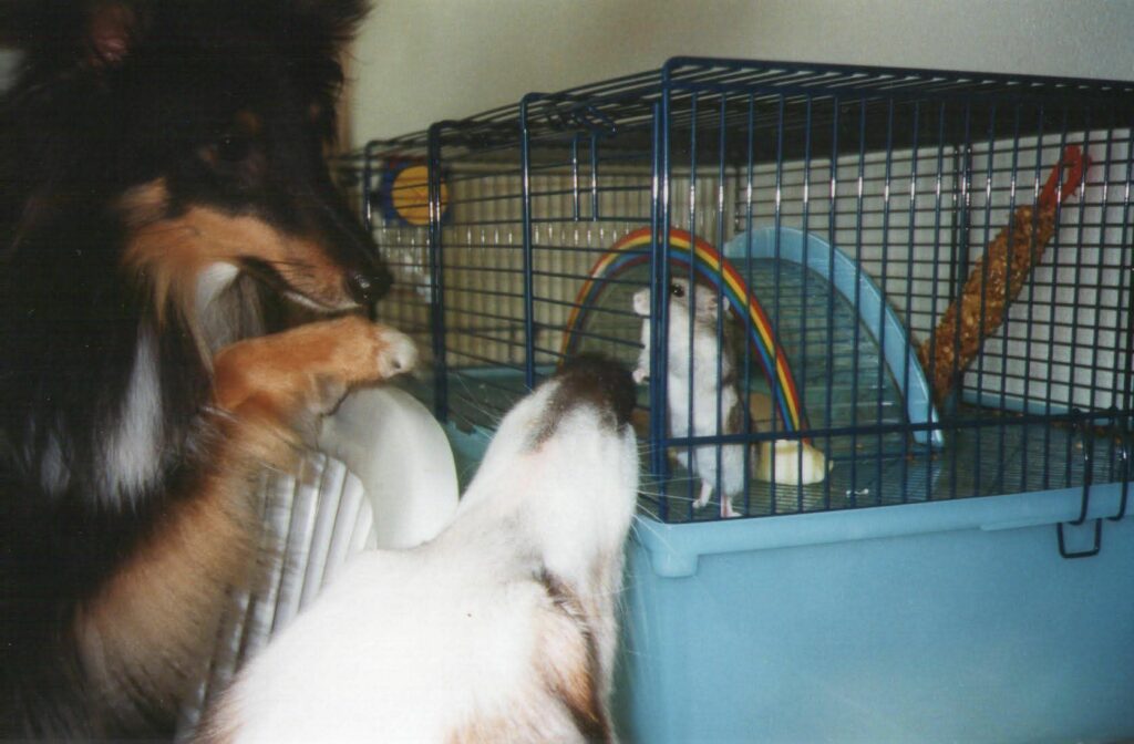 Micky und Kasper mit Hamster