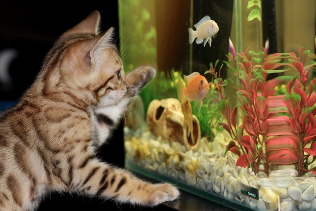 Die richtige Ausstattung für dein Fisch-Aquarium