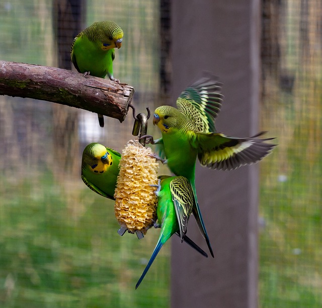 Spannende Beschäftigungsmöglichkeiten für Vögel